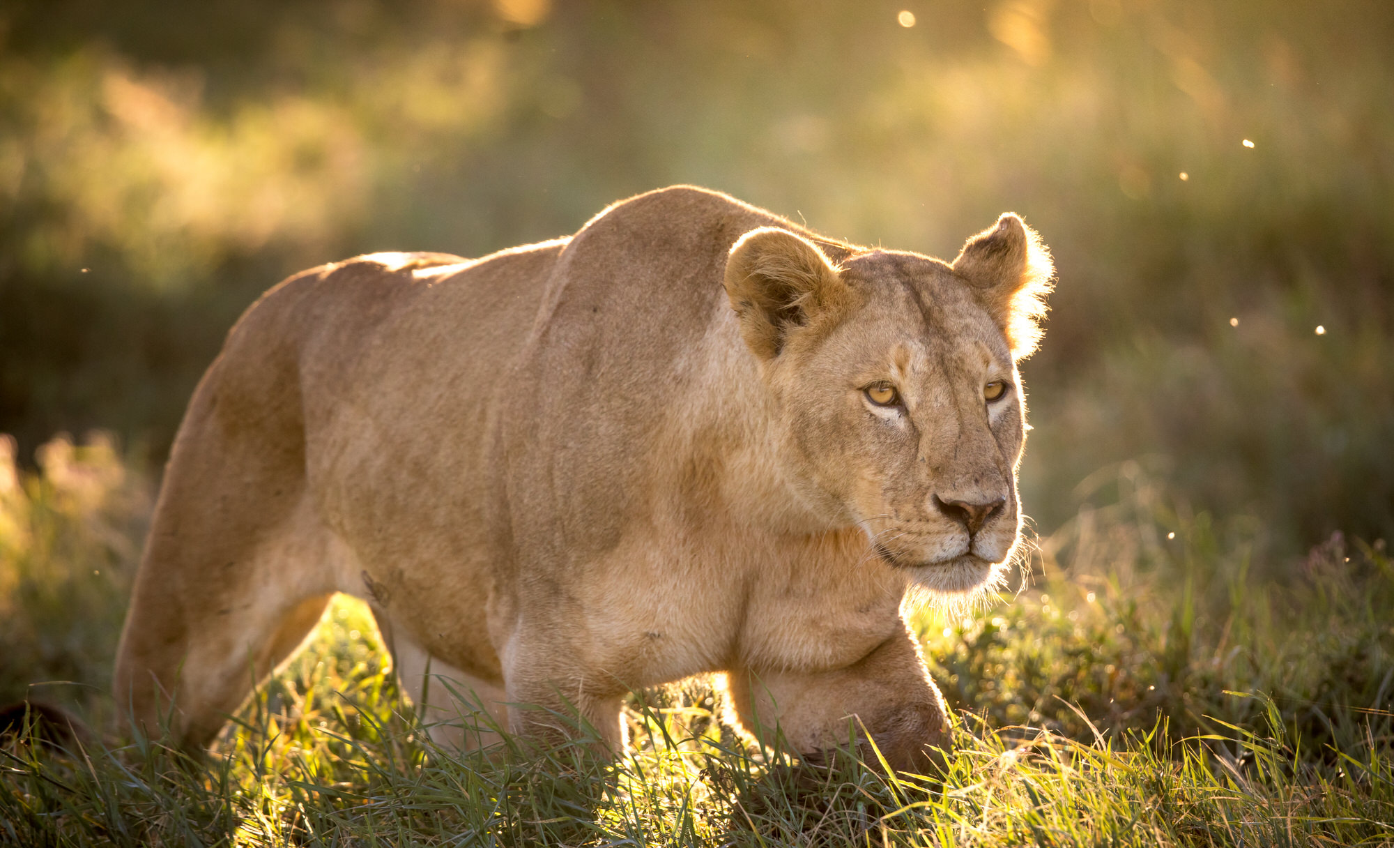 12 Day Kruger, Victoria Falls and Hwange Safari for Tracey, Robyn and Kerrie