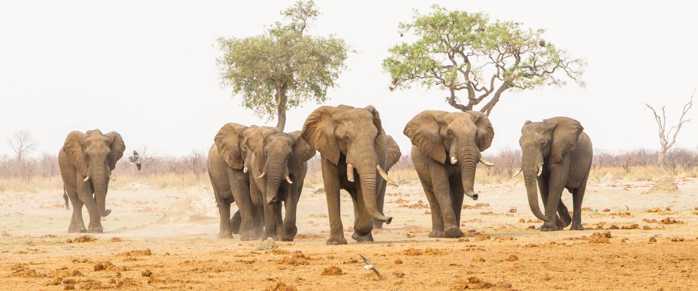 15 Day Botswana and Zimbabwe "Ivory Route"