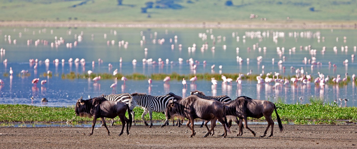 10 Day "Classic Edition" Asilia Group Safari