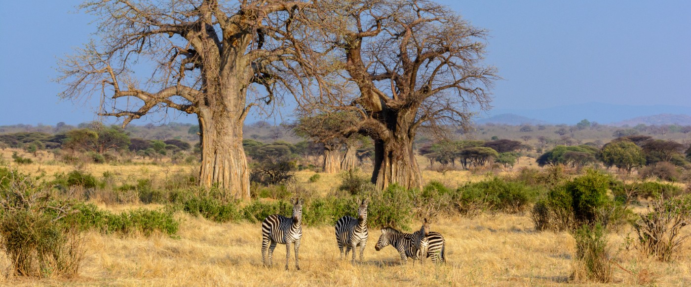 11 Day "Signature Edition" Asilia Group Safari