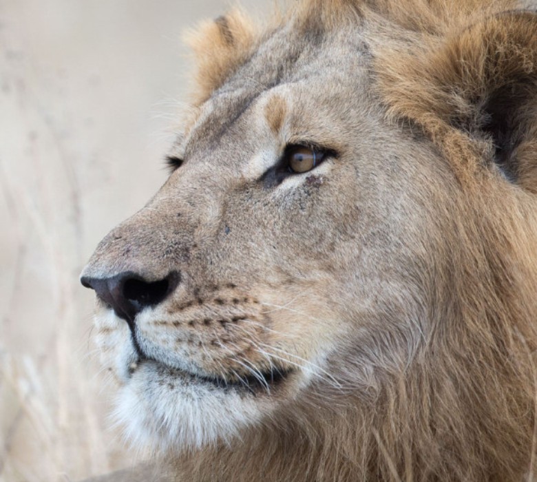 12 Day Kruger, Victoria Falls and Hwange Safari for Tracey, Robyn and Kerrie - image 2