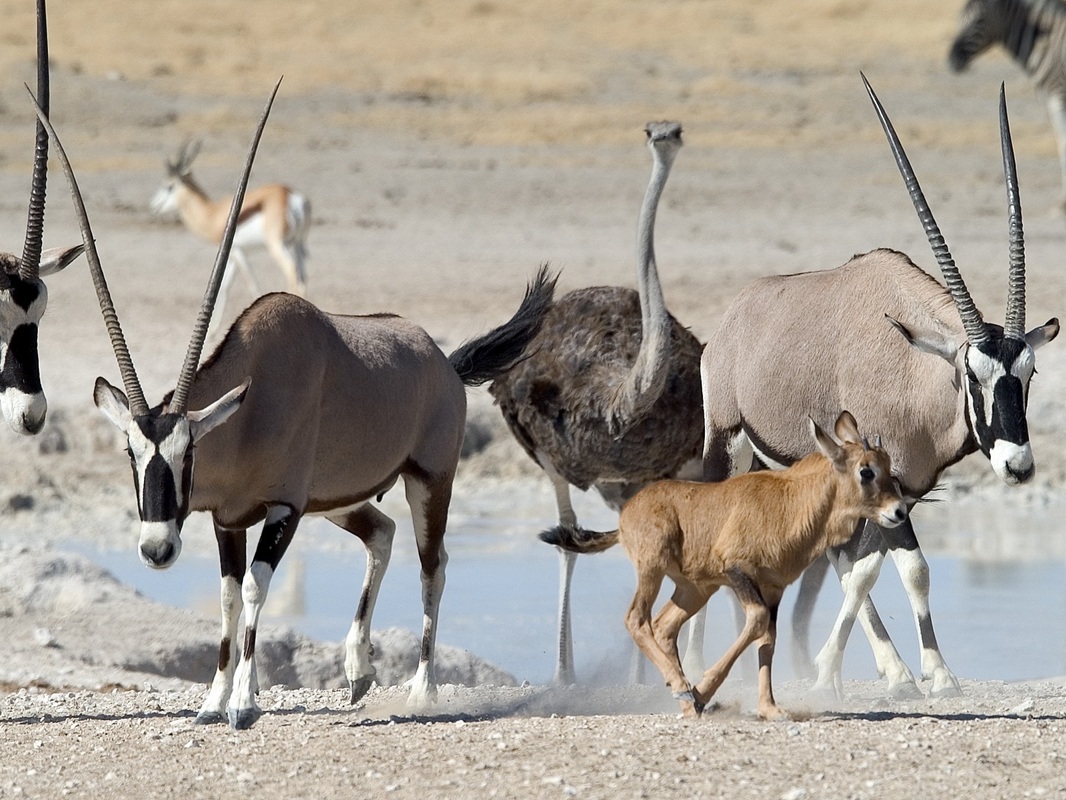 Etosha National Park