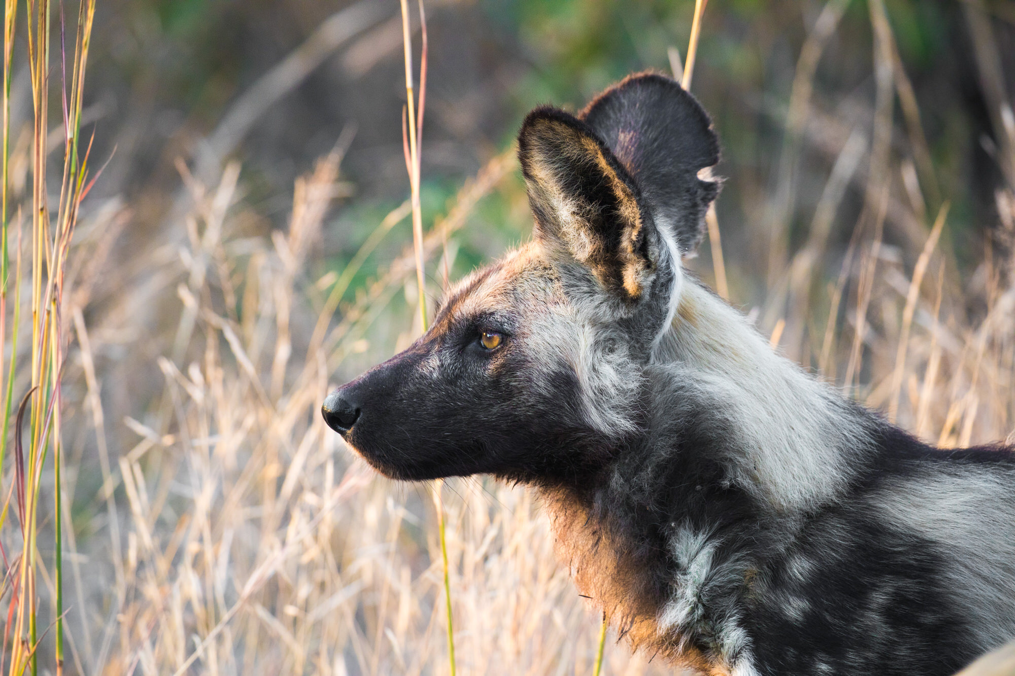Kruger Park & Surrounding Area